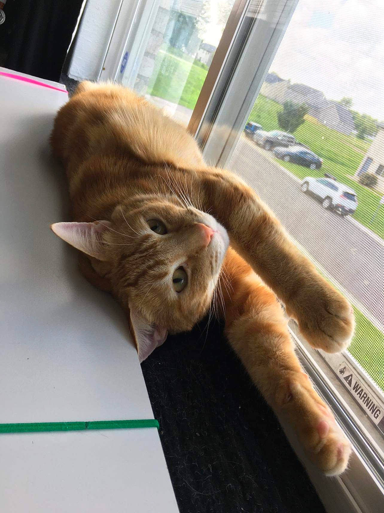 Theodore is registered to the contest to win money with this photo: carnivore, cat, comfort, domestic_short_haired_cat, fawn, felidae, flooring, fur, hardwood, paw, plant, sky, small_to_medium_sized_cats, snout, tail, tire, wheel, whiskers, window, wood