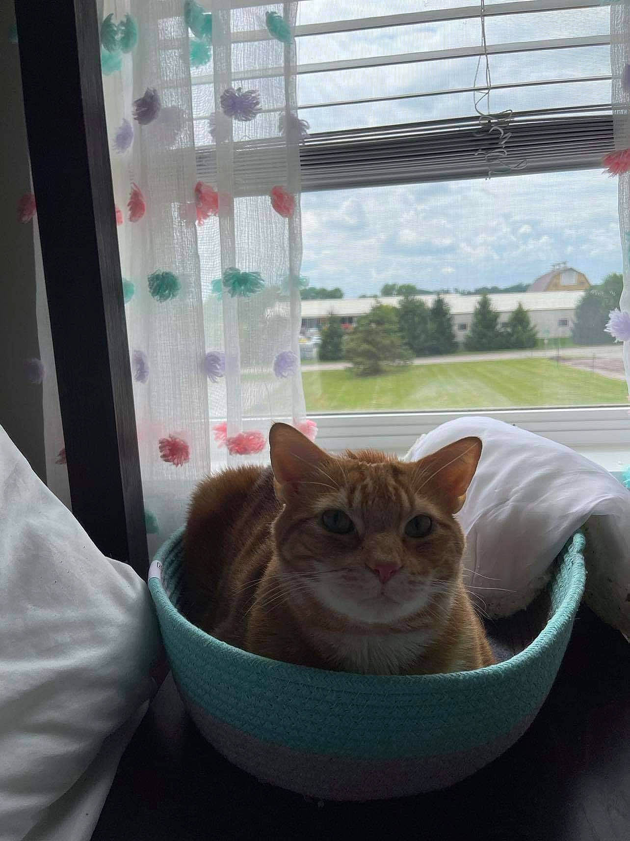 Theodore joined the competition — help win amazing prizes! carnivore, cat, comfort, domestic_short_haired_cat, fawn, felidae, fur, grey, light, line, mammal, sky, small_to_medium_sized_cats, snout, tail, vertebrate, whiskers, window, window_blind, wood