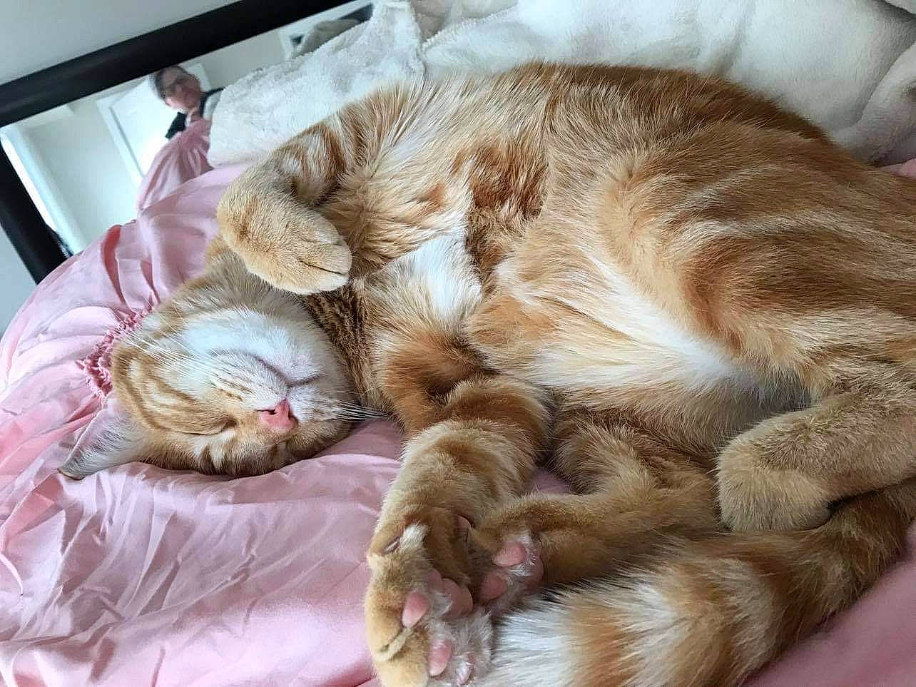 Theodore joined the competition — help win amazing prizes! bed, carnivore, cat, claw, comfort, companion_dog, domestic_short_haired_cat, fawn, felidae, fur, linens, liver, nap, paw, sleep, small_to_medium_sized_cats, tail, whiskers