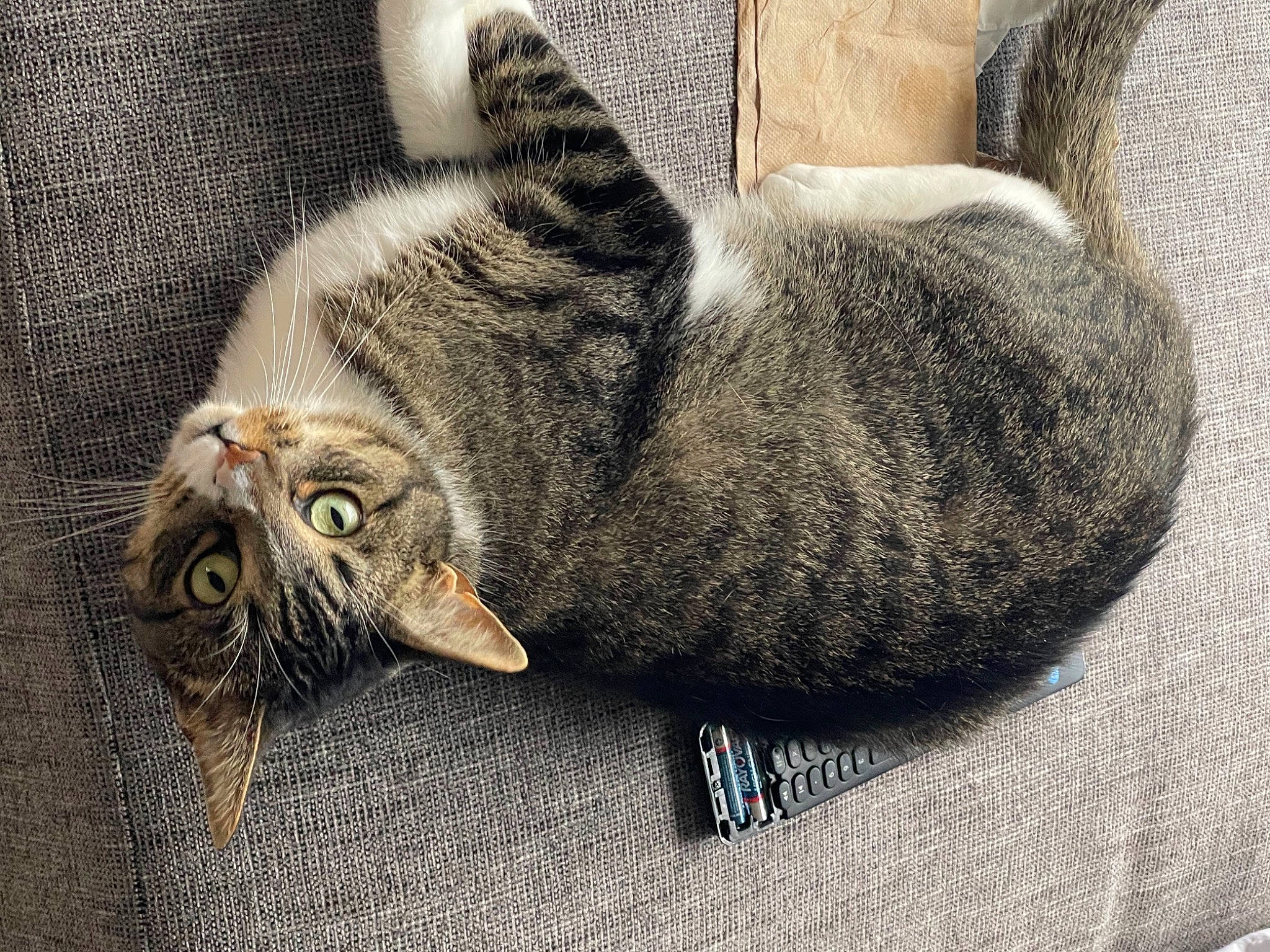 Foster joined the competition — help win amazing prizes! carnivore, cat, cat_supply, claw, comfort, domestic_short_haired_cat, eye, felidae, fur, grey, nap, paw, plant, sleep, small_to_medium_sized_cats, snout, tail, terrestrial_animal, whiskers, wildlife