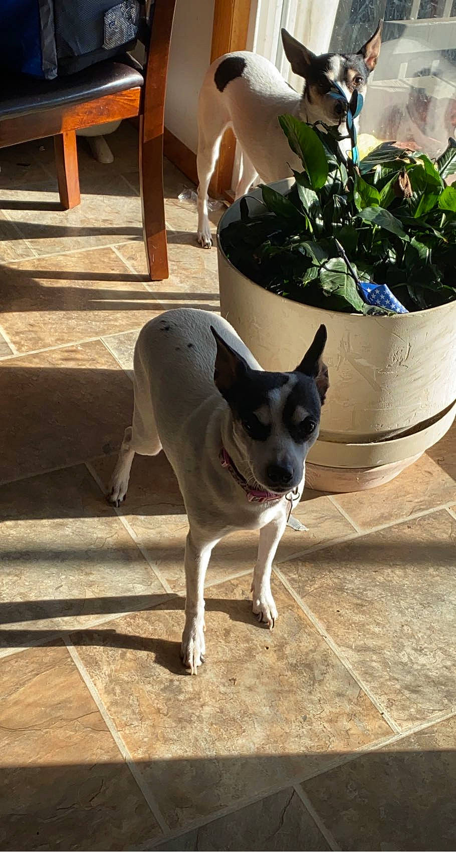 Belle joined the competition — help win amazing prizes! carnivore, companion_dog, dog, dog_breed, dog_supply, fashion_accessory, fawn, flowerpot, herb, houseplant, leaf_vegetable, light, outdoor_furniture, pet_supply, plant, sporting_group, tail, toy_dog, wood, working_animal