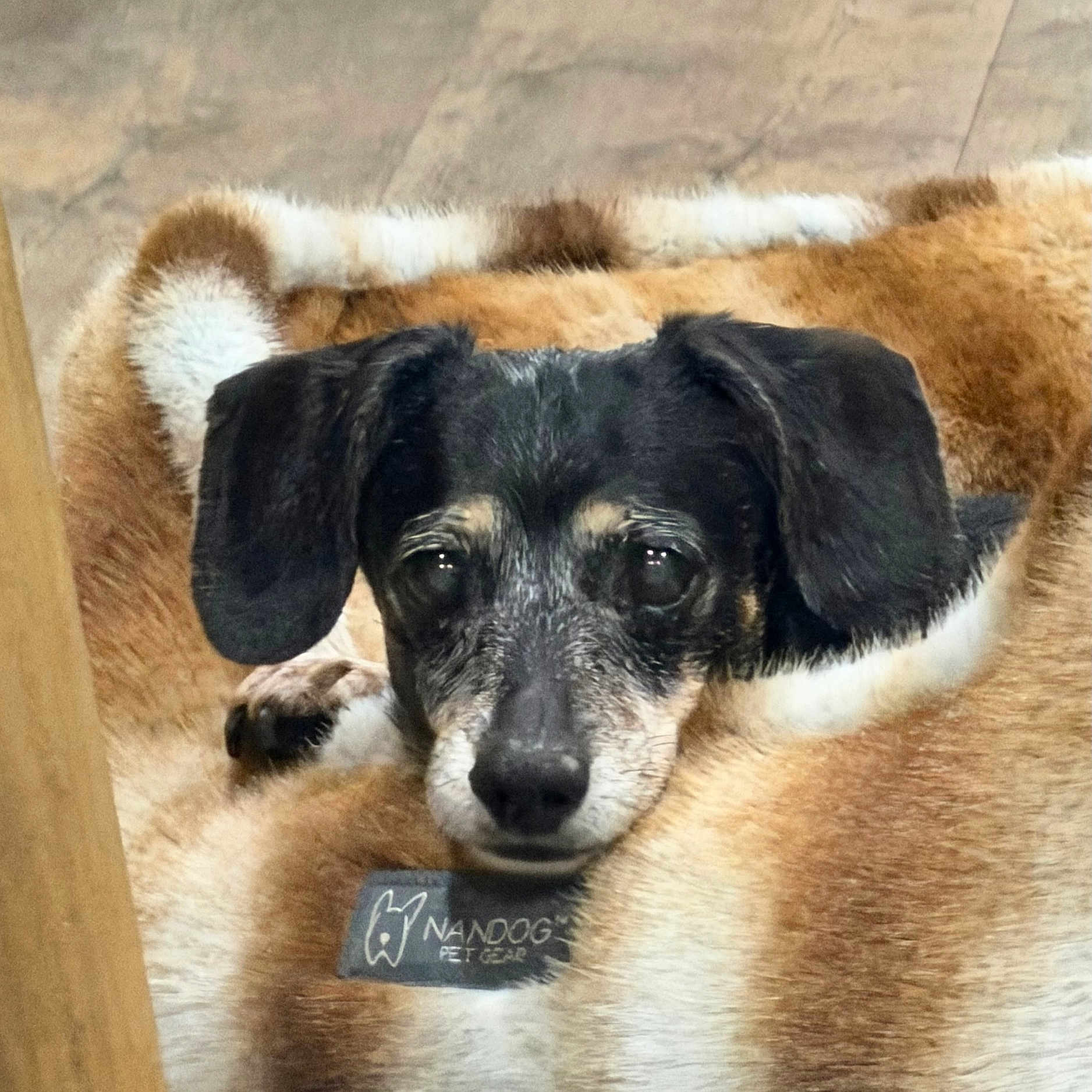 Dixie