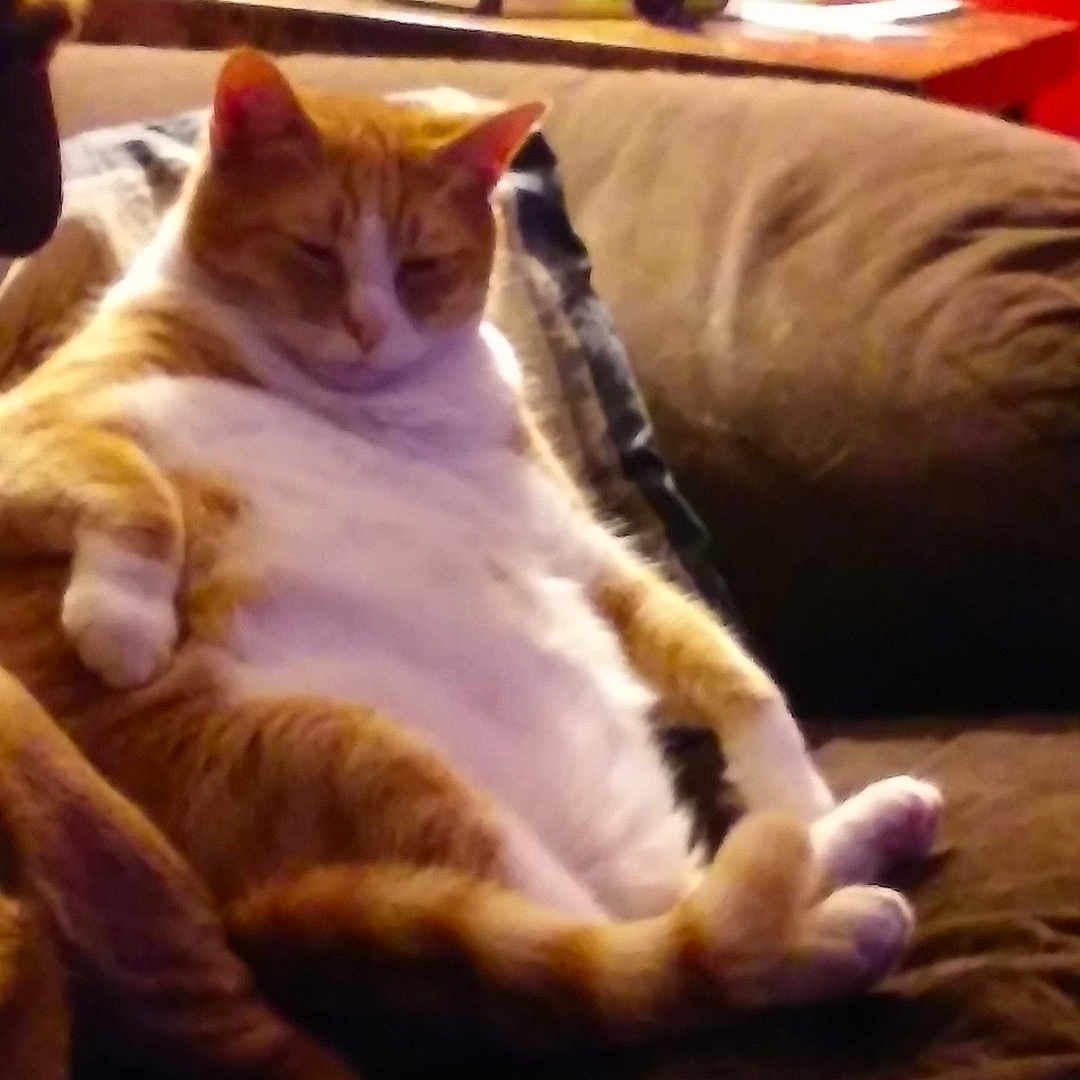 Butterball is registered to the contest to win money with this photo: carnivoran, cat, cat_like_mammal, kitten, mammal, nap, small_to_medium_sized_cats, snout, vertebrate, whiskers