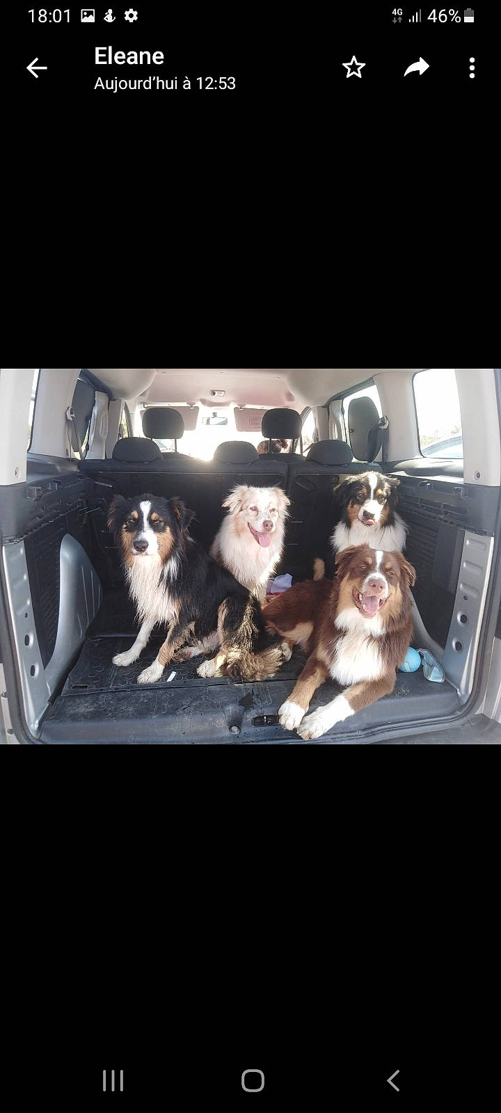 Lindo a rejoint le concours — aidez-le/la à gagner de superbes lots ! auto_part, automotive_design, automotive_exterior, automotive_lighting, automotive_mirror, automotive_tire, bumper, car, car_seat, car_seat_cover, carnivore, companion_dog, dog, dog_breed, motor_vehicle, personal_luxury_car, tints_and_shades, trunk, vehicle, vehicle_door