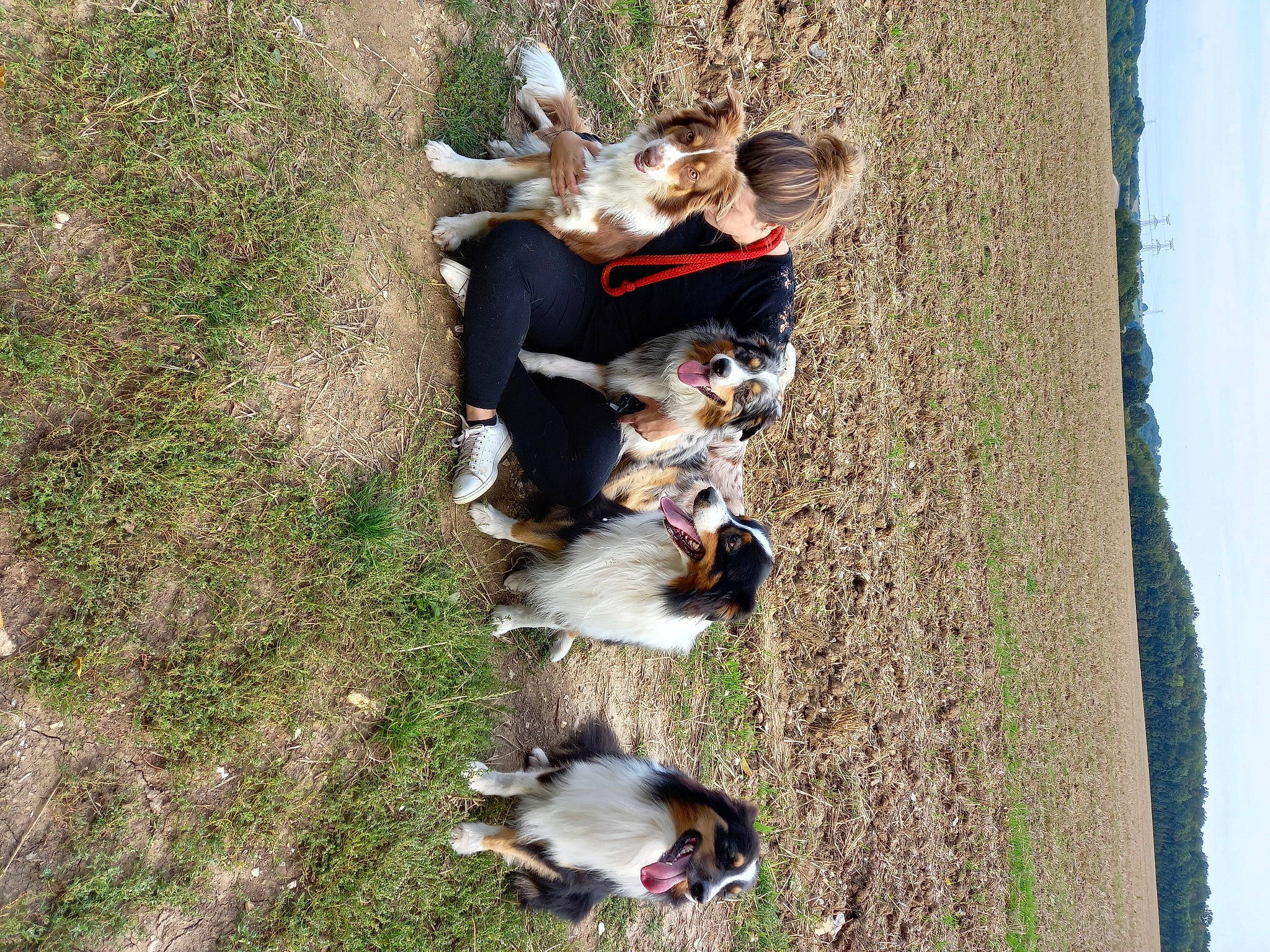 Rio a rejoint le concours — aidez-le/la à gagner de superbes lots ! _geese_and_swans, canidae, carnivore, companion_dog, dog, dog_breed, ducks, fun, grass, happy, leisure, mammal, people_in_nature, photograph, plant, sky, sporting_group, spring, tree, waterfowl