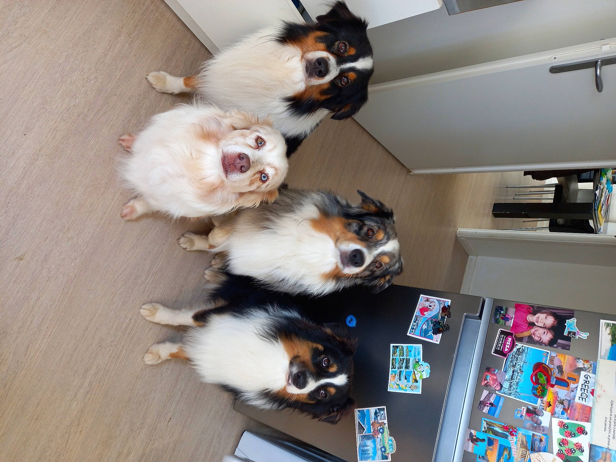 Pirate a rejoint le concours — aidez-le/la à gagner de superbes lots ! bookcase, canidae, carnivore, companion_dog, computer_hardware, dog_breed, felidae, flooring, fur, hardwood, machine, shelf, shelving, small_to_medium_sized_cats, sporting_group, tail, toy, toy_dog, whiskers, wood