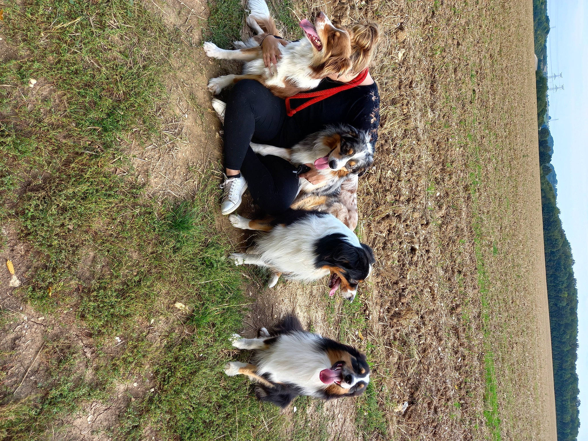 Pirate participe au concours pour gagner de l'argent avec cette photo : _geese_and_swans, canidae, carnivore, companion_dog, dog, dog_breed, ducks, grass, happy, leisure, people_in_nature, plant, recreation, sky, soil, sporting_group, tree, trunk, walking, water_bird