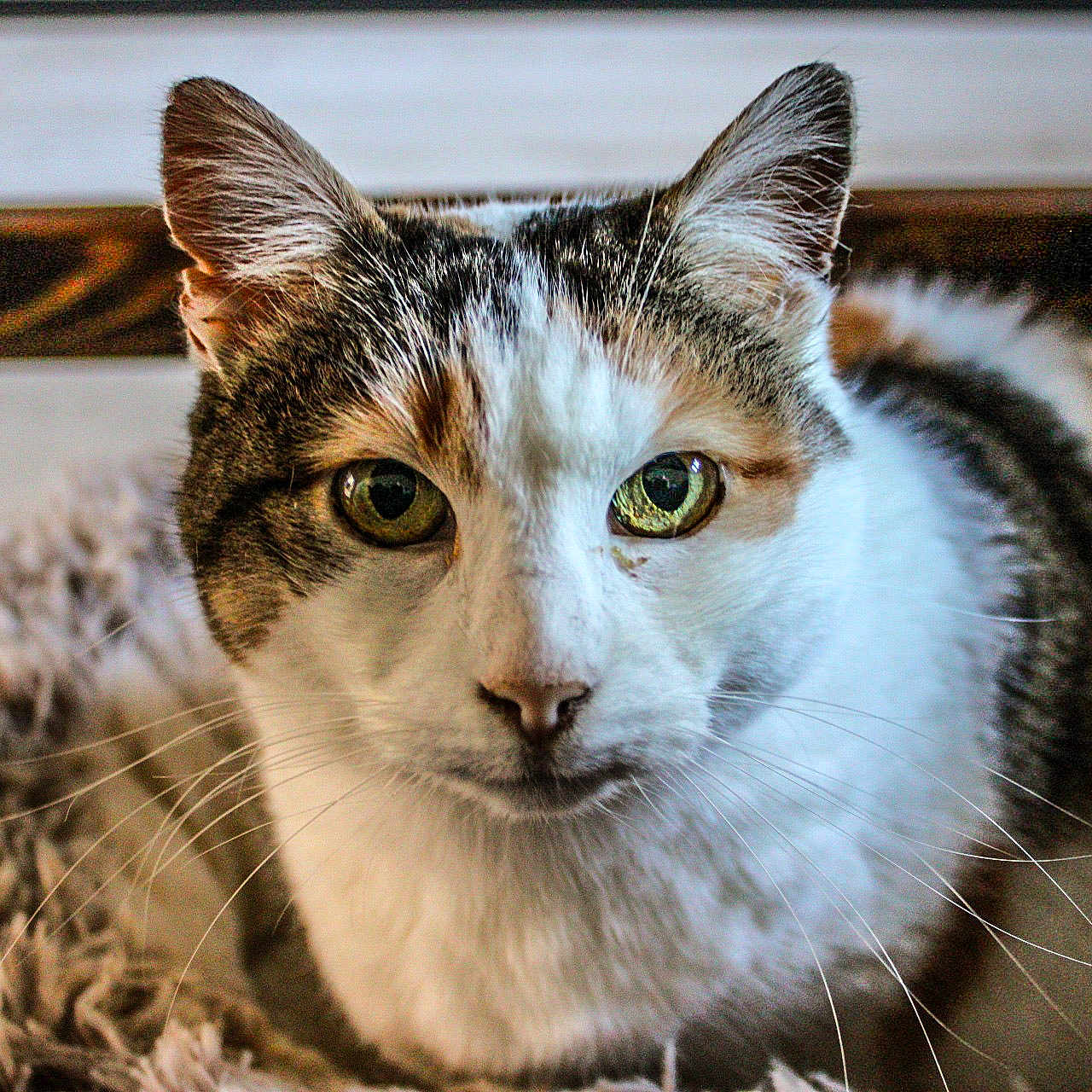 Mimi a rejoint le concours — aidez-le/la à gagner de superbes lots ! animal, bed, cat, close_up, cozy, cute, domestic, face, feline, fur, green_eyes, indoor, looking, mammal, pet, portrait, resting, soft, tabby, whiskers