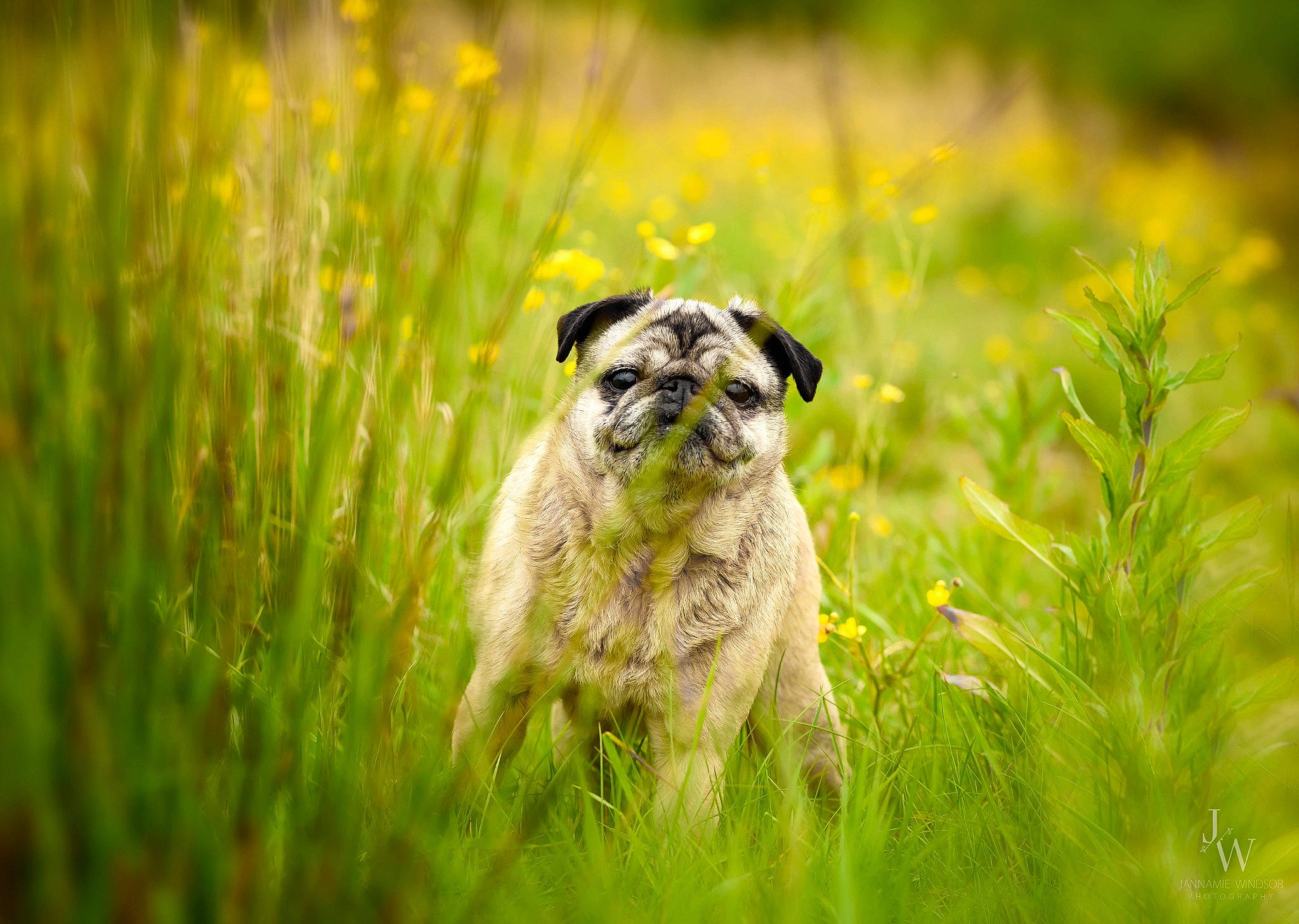 Jessica is registered to the contest to win money with this photo: border_terrier, canidae, carnivore, companion_dog, dog, dog_breed, fawn, field, grass, grass_family, grassland, green, mammal, meadow, plant, pug, puppy, snout, sporting_group, wildlife