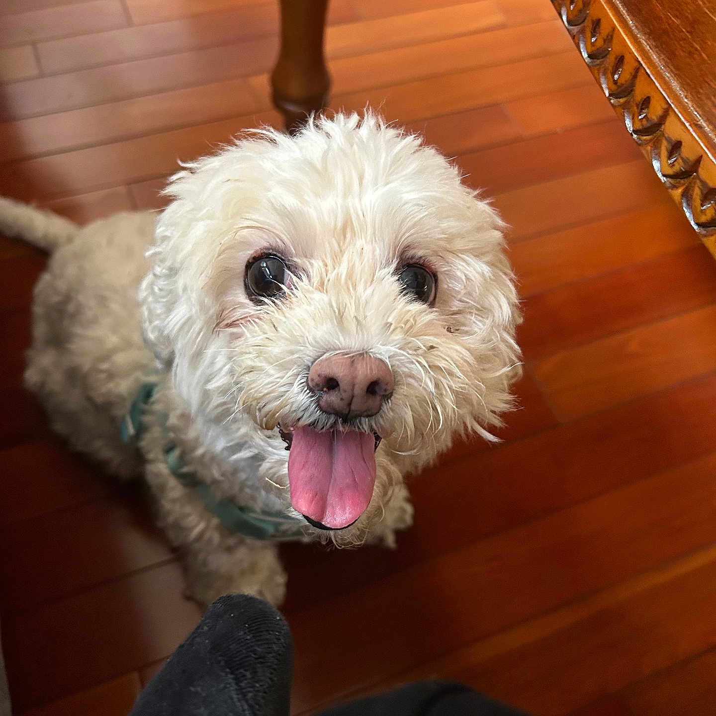 Piper