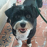 Poupette a rejoint le concours — aidez-le/la à gagner de superbes lots ! dog, pet, black_and_white, small_dog, fluffy, shaggy, happy, smiling, open_mouth, front_facing, indoors, tile_floor, patterned_floor, mirror, reflection, groomed, paws, standing, portrait, animal