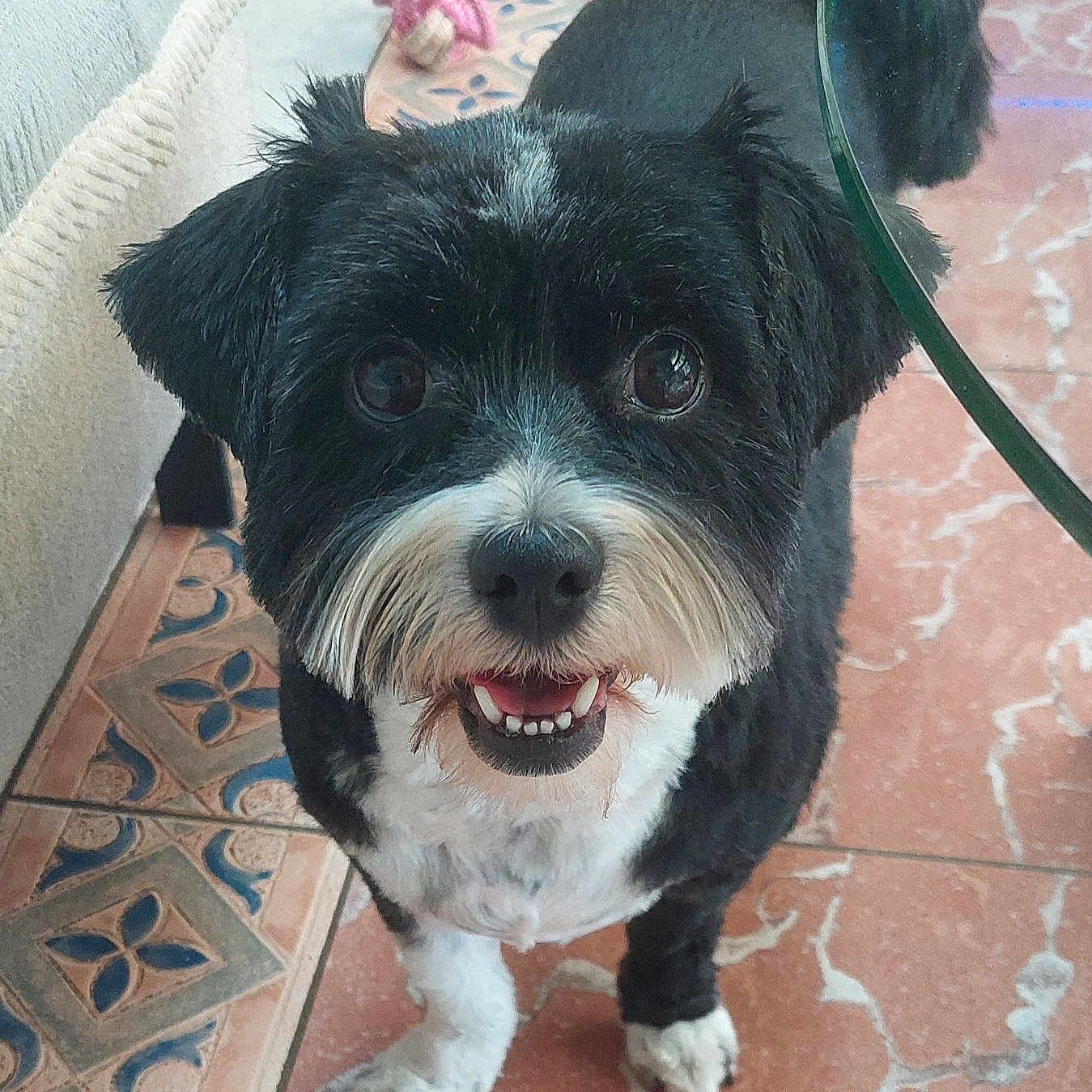 Poupette a rejoint le concours — aidez-le/la à gagner de superbes lots ! dog, pet, black_and_white, small_dog, fluffy, shaggy, happy, smiling, open_mouth, front_facing, indoors, tile_floor, patterned_floor, mirror, reflection, groomed, paws, standing, portrait, animal