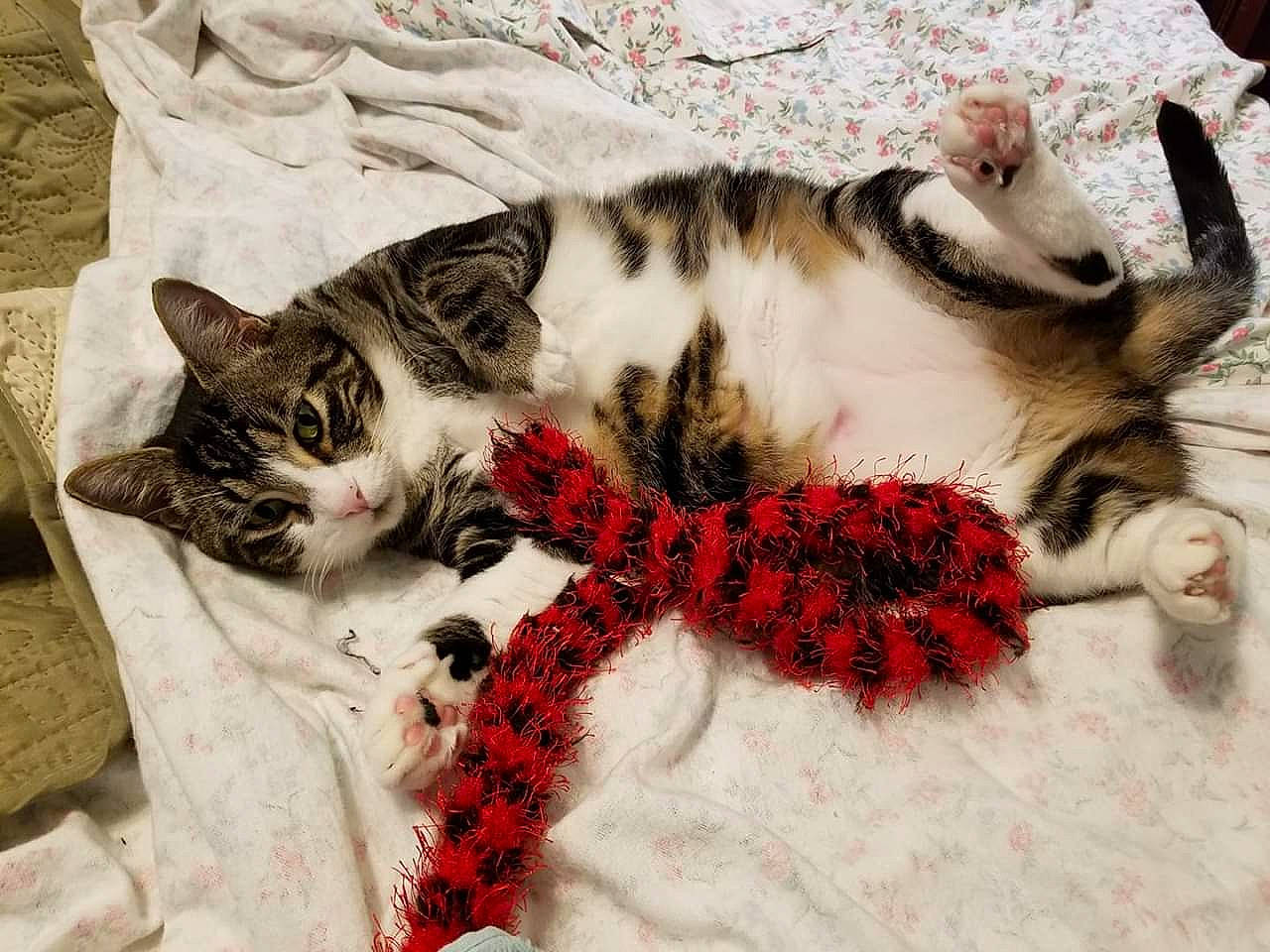 Sue is registered to the contest to win money with this photo: aegean_cat, american_shorthair, american_wirehair, asian, carnivore, cat, claw, domestic_short_haired_cat, dragon_li, european_shorthair, felidae, fur, kitten, nap, paw, polydactyl_cat, small_to_medium_sized_cats, tabby_cat, tail, whiskers