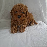 Toby is registered to the contest to win money with this photo: puppy, dog, brown, curly_fur, cute, pet, animal, laying_down, white_background, indoor, small, fluffy, adorable, young, fur, portrait, looking, front_view, companion, domestic