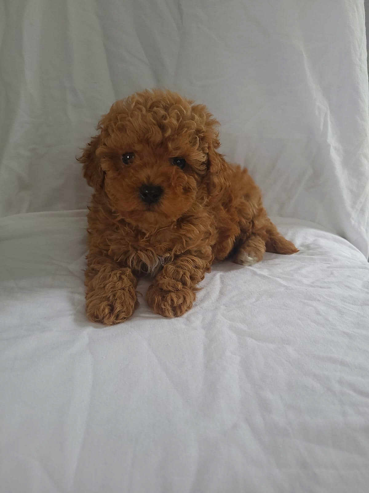 Toby