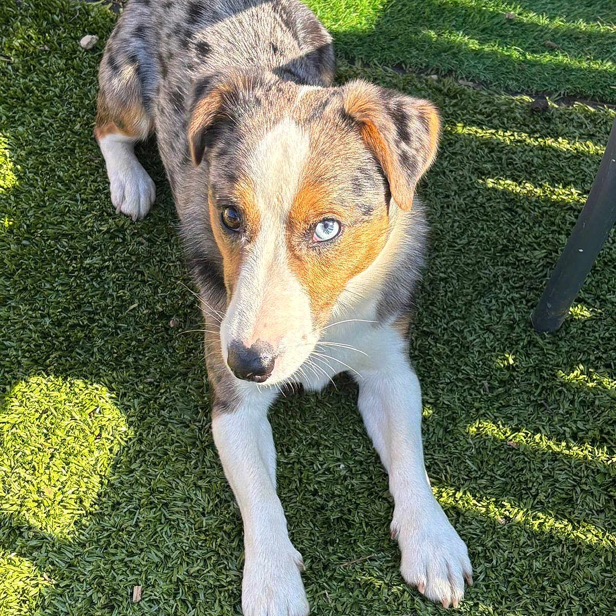 Milo participe au concours pour gagner de l'argent avec cette photo : accessories, animal, ball, canine, dog, football, grass, hound, husky, lawn, outdoors, pet, plant, puppy, soccer, soccerball, sport, strap, tennis, tennisball