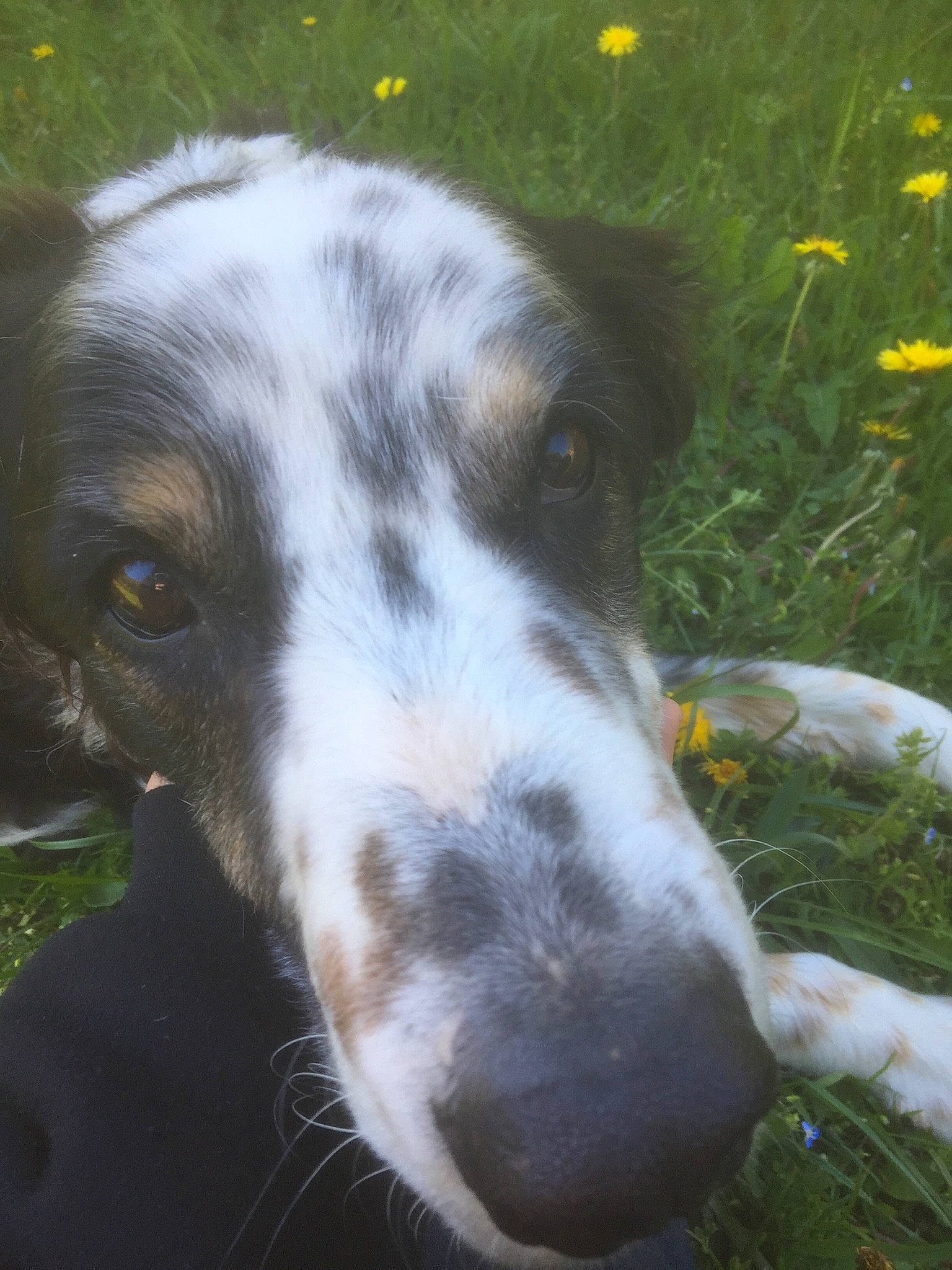 Patou a rejoint le concours — aidez-le/la à gagner de superbes lots ! canidae, carnivore, companion_dog, dog, dog_breed, fur, grass, herbaceous_plant, herding_dog, hunting_dog, liquid, plant, sporting_group, terrestrial_animal, whiskers, window, working_animal, working_dog