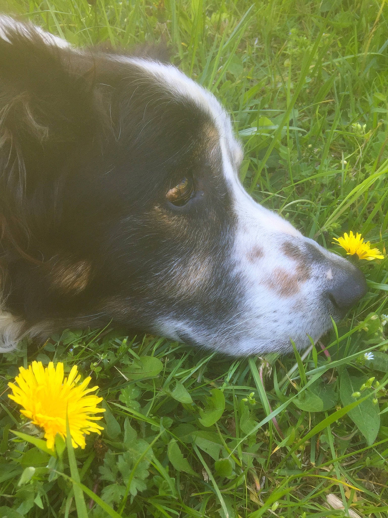 Patou participe au concours pour gagner de l'argent avec cette photo : annual_plant, borador, border_collie, canidae, carnivore, companion_dog, dog, dog_breed, flower, fur, grass, grassland, groundcover, herbaceous_plant, herding_dog, liver, plant, whiskers, working_animal, working_dog