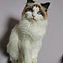 abyssinian, angora, animal, bodypart, cat, kitten, manx, mouth, person, pet, siamese