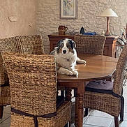 Spassie a rejoint le concours — aidez-le/la à gagner de superbes lots ! dog, table, chair, rattan_chair, wooden_table, indoor, floor_tile, lamp, wall_art, stone_wall, decor, furniture, pet, animal, calm, resting, living_room, cozy, domestic, home