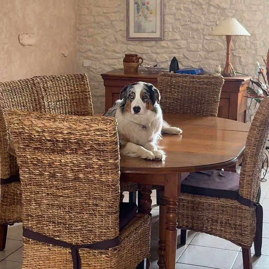 Spassie a rejoint le concours — aidez-le/la à gagner de superbes lots ! animal, calm, chair, cozy, decor, dog, domestic, floor_tile, furniture, home, indoor, lamp, living_room, pet, rattan_chair, resting, stone_wall, table, wall_art, wooden_table