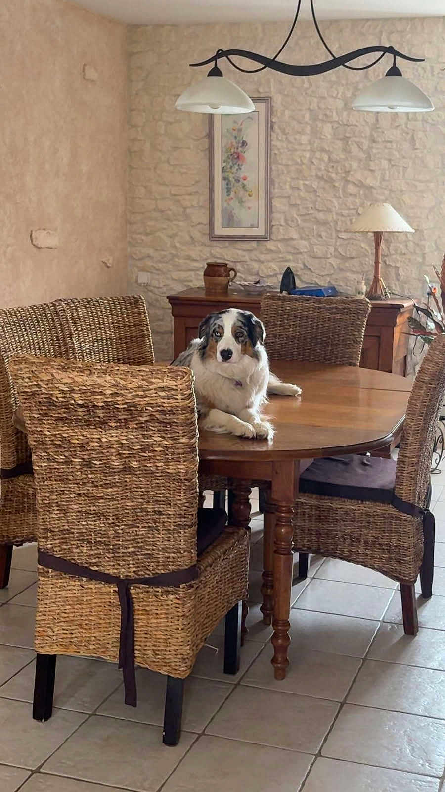 Spassie a rejoint le concours — aidez-le/la à gagner de superbes lots ! dog, table, chair, rattan_chair, wooden_table, indoor, floor_tile, lamp, wall_art, stone_wall, decor, furniture, pet, animal, calm, resting, living_room, cozy, domestic, home