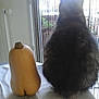 cat, butternut_squash, table, window, curtains, indoor, animal, vegetable, back_view, fluffy, domestic_cat, light, shadow, plant, still_life, funny_shape, natural_light, home, feline, sitting