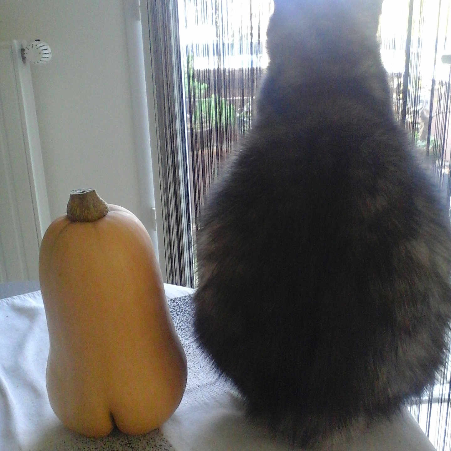 Nénette a rejoint le concours — aidez-le/la à gagner de superbes lots ! animal, back_view, butternut_squash, cat, curtains, domestic_cat, feline, fluffy, funny_shape, home, indoor, light, natural_light, plant, shadow, sitting, still_life, table, vegetable, window