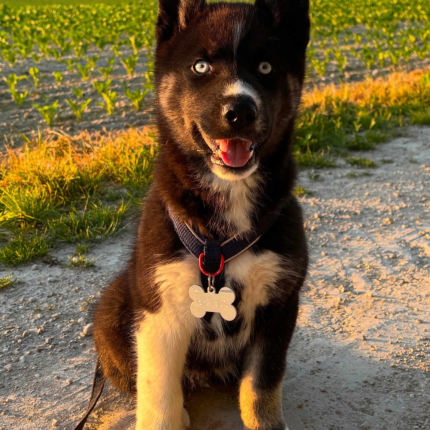 Brabus participe au concours pour gagner de l'argent avec cette photo : dog, puppy, blue_eyes, sitting, leash, collar, bone_tag, sunlight, dirt_path, green_fields, outdoor, nature, happy, pet, fur, ears, tongue, smiling, canine, animal