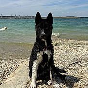 Brabus participe au concours pour gagner de l'argent avec cette photo : animal, black_and_white, blue_eyes, clouds, collar, dog, lake, nature, outdoor, pet, recreation, rocks, shore, sitting, sky, summer, sunny, swimming_dog, water, wet