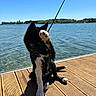 dog, wet, paw, dock, water, lake, sky, sunny, outdoor, leash, collar, tag, wood, shadow, nature, animal, pet, summer, playful, sitting