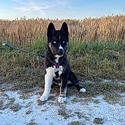 Brabus participe au concours pour gagner de l'argent avec cette photo : dog, puppy, husky, blue_eyes, leash, grass, wheat_field, dirt_path, outdoor, nature, sky, canine, pet, animal, sitting, fur, black_and_white, ears, collar, tag
