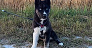 Brabus participe au concours pour gagner de l'argent avec cette photo : animal, black_and_white, blue_eyes, canine, collar, dirt_path, dog, ears, fur, grass, husky, leash, nature, outdoor, pet, puppy, sitting, sky, tag, wheat_field