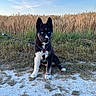 dog, puppy, husky, blue_eyes, leash, grass, wheat_field, dirt_path, outdoor, nature, sky, canine, pet, animal, sitting, fur, black_and_white, ears, collar, tag