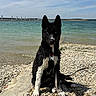 Brabus participe au concours pour gagner de l'argent avec cette photo : animal, beach, black_and_white, blue_eyes, calm, clouds, collar, daylight, dog, lake, nature, outdoor, pebbles, pier, portrait, sitting, sky, tag, water, wet_dog