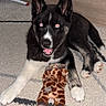 Brabus a rejoint le concours — aidez-le/la à gagner de superbes lots ! puppy, dog, toy, plush, giraffe, carpet, indoor, black_and_white, pet, cute, animal, young_dog, floor, furniture, playful, smiling, ears, paws, happy, home
