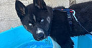 Brabus participe au concours pour gagner de l'argent avec cette photo : puppy, dog, blue_eyes, black_fur, white_fur, harness, kiddie_pool, water, concrete_wall, outdoor, pet, young_dog, curious, playful, animal, canine, standing, close_up, looking_up, leash