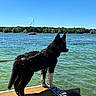 Brabus participe au concours pour gagner de l'argent avec cette photo : dog, black_dog, water, lake, dock, sailboat, blue_sky, trees, outdoor, nature, animal, pet, leash, sunlight, reflection, summer, shadows, water_surface, calm, scenic