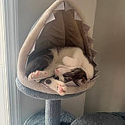 Rosemary is registered to the contest to win money with this photo: cat, sleeping, cat_bed, shark_shape, cozy, indoor, pet, paw, fur, relaxed, cute, resting, animal, soft, feline, home, window, daylight, gray, white