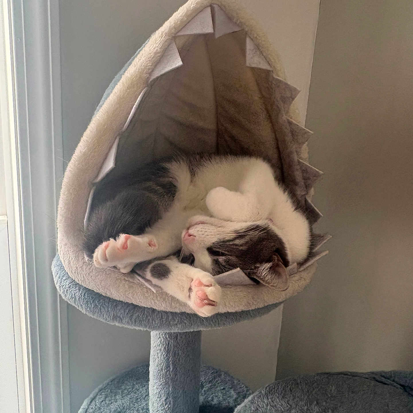 Rosemary is registered to the contest to win money with this photo: cat, sleeping, cat_bed, shark_shape, cozy, indoor, pet, paw, fur, relaxed, cute, resting, animal, soft, feline, home, window, daylight, gray, white
