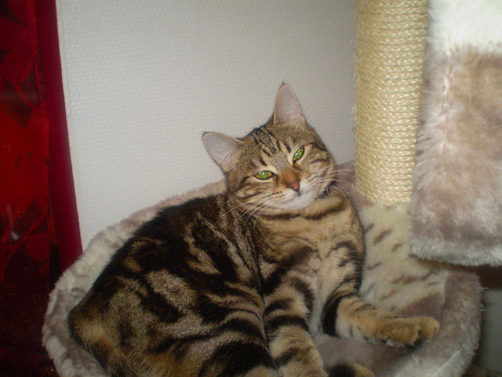 Diva