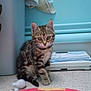 Diva participe au concours pour gagner de l'argent avec cette photo :