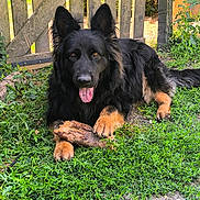 Shiva a rejoint le concours — aidez-le/la à gagner de superbes lots ! dog, german_shepherd, black_and_tan, grass, stick, tongue_out, ears_up, outdoor, garden, wooden_gate, pet, canine, animal, fur, paws, nature, happy, guarding, laying_down, sunlight