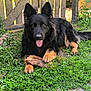 dog, german_shepherd, black_and_tan, grass, stick, tongue_out, ears_up, outdoor, garden, wooden_gate, pet, canine, animal, fur, paws, nature, happy, guarding, laying_down, sunlight