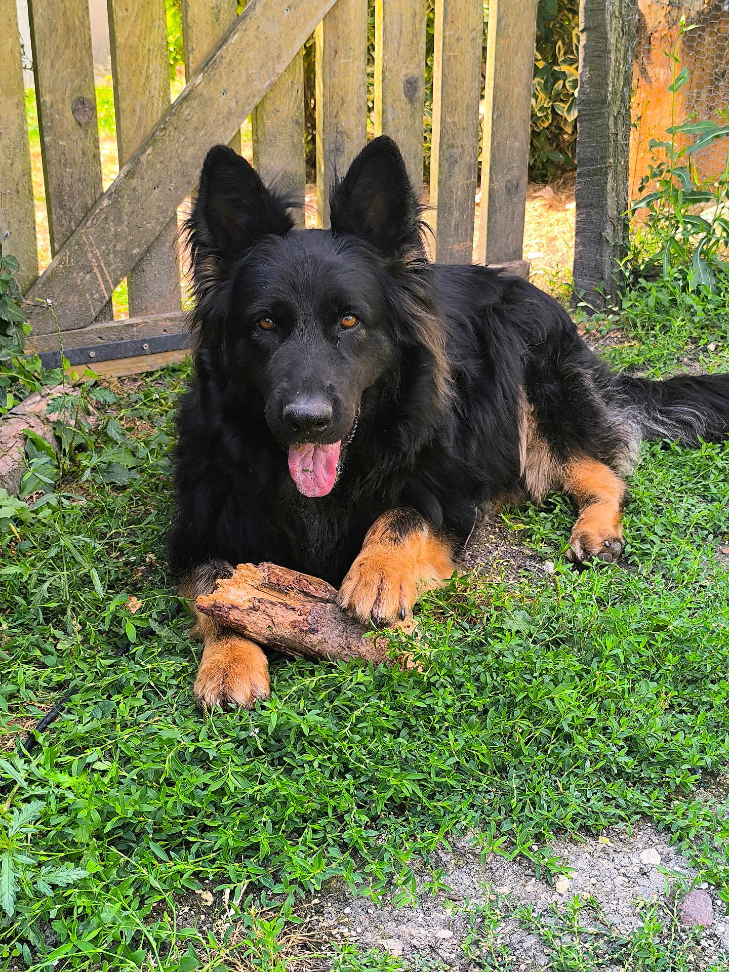 Shiva a rejoint le concours — aidez-le/la à gagner de superbes lots ! dog, german_shepherd, black_and_tan, grass, stick, tongue_out, ears_up, outdoor, garden, wooden_gate, pet, canine, animal, fur, paws, nature, happy, guarding, laying_down, sunlight
