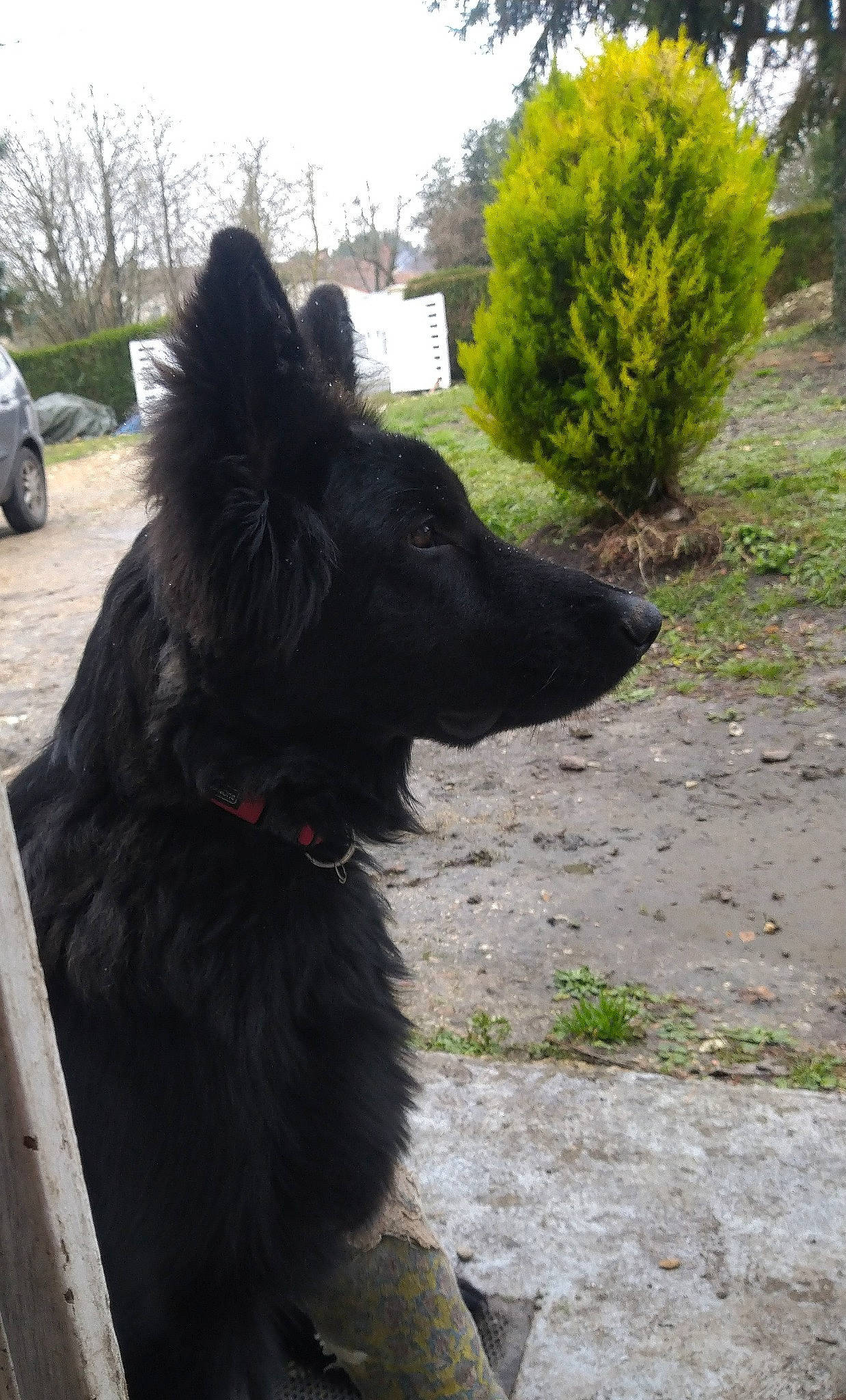 Dracko participe au concours pour gagner de l'argent avec cette photo : black_norwegian_elkhound, canidae, carnivore, collar, companion_dog, dog, dog_breed, dog_collar, fur, pet_supply, schipperke, shrub, snout, sporting_group, tail, vehicle_door, working_animal, working_dog