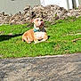 Sweetie Pie is registered to the contest to win money with this photo: dog, grass, outdoor, sunlight, brown_dog, collar, building, pile, dirt, canine, pet, nature, animal, relaxing, greenery, daylight, yard, earth, muzzle, alert