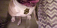 Sweetie Pie is registered to the contest to win money with this photo: dog, pet, indoor, floor, collar, tongue, happy, sitting, furniture, couch, pattern, zigzag, footwear, leopard_print, chain, necklace, brown, white, canine, animal