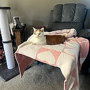 Mosie joined the competition — help win amazing prizes! cat, blanket, chair, carpet, scratching_post, toy, living_room, furniture, pet, relaxed, indoor, cozy, orange_and_white_cat, pink, white, soft_texture, animal, resting, domestic, home