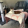 cat, blanket, chair, carpet, scratching_post, toy, living_room, furniture, pet, relaxed, indoor, cozy, orange_and_white_cat, pink, white, soft_texture, animal, resting, domestic, home